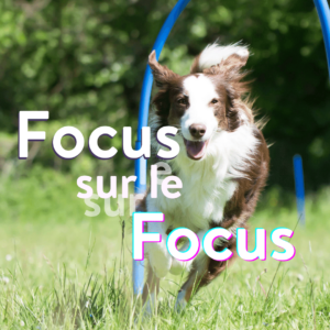focus sur le focus